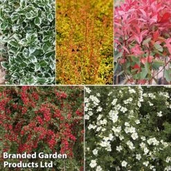 Super Saver Shrub Mix