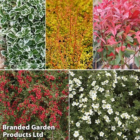 Super Saver Shrub Mix 2 Super Saver Shrub Mix