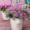 Azalea 'Starstyle Lilac' -Outlet Hompson-morgan Store starlilac2