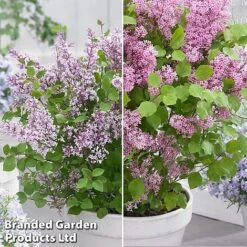Syringa Flowerfesta® Duo -Outlet Hompson-morgan Store syri duo3