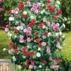 Camellia 'Tricolour' -Outlet Hompson-morgan Store t44757 AD592226 AC66 819D 7F62219F9B725BCA