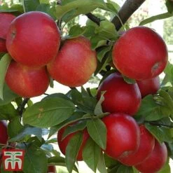 Apple & Pear Duo -Outlet Hompson-morgan Store tapple