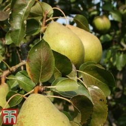 Apple & Pear Duo -Outlet Hompson-morgan Store tpear