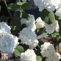 Viburnum Plicatum F. Tomentosum -Outlet Hompson-morgan Store vibu grann