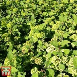 Viburnum Plicatum F. Tomentosum -Outlet Hompson-morgan Store vibu granno