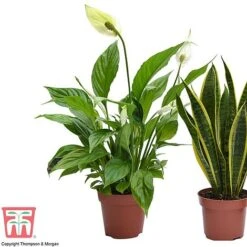 Wellbeing Collection -Outlet Hompson-morgan Store well2