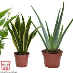 Wellbeing Collection -Outlet Hompson-morgan Store well3