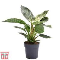 Philodendron 'White Measure' -Outlet Hompson-morgan Store white30