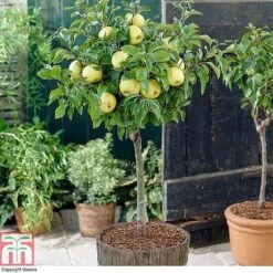 Fruit Tree Collection (Mini Fruit Tree) -Outlet Hompson-morgan Store z APPL T10395 A