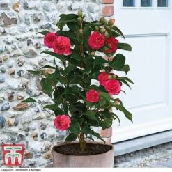 Camellia 'Blooming Wonder' Trio -Outlet Hompson-morgan Store z Camellia Blooming Wonder Red