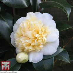Camellia 'Blooming Wonder' Trio -Outlet Hompson-morgan Store z Camellia Blooming Wonder White