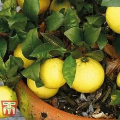 Mediterranean Fruit Collection -Outlet Hompson-morgan Store z citrus t10993 B