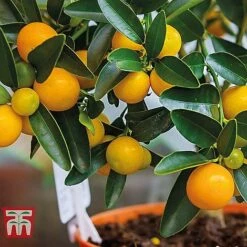 Mediterranean Fruit Collection -Outlet Hompson-morgan Store z citrus t10993 C