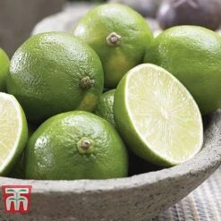 Mediterranean Fruit Collection -Outlet Hompson-morgan Store z citrus t10993 D